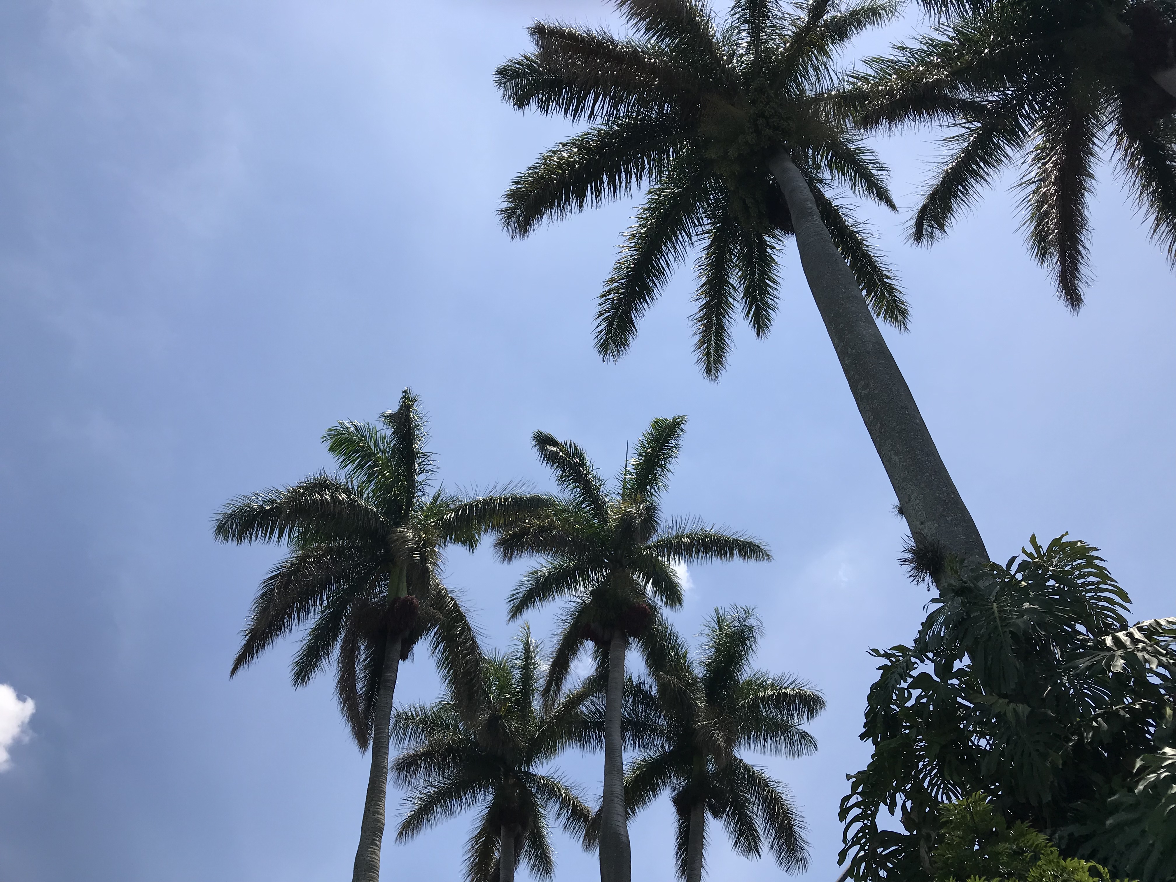 Spanglishing My Way Around Heredia