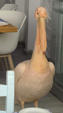 Looking at Old Stuff and a Pelican