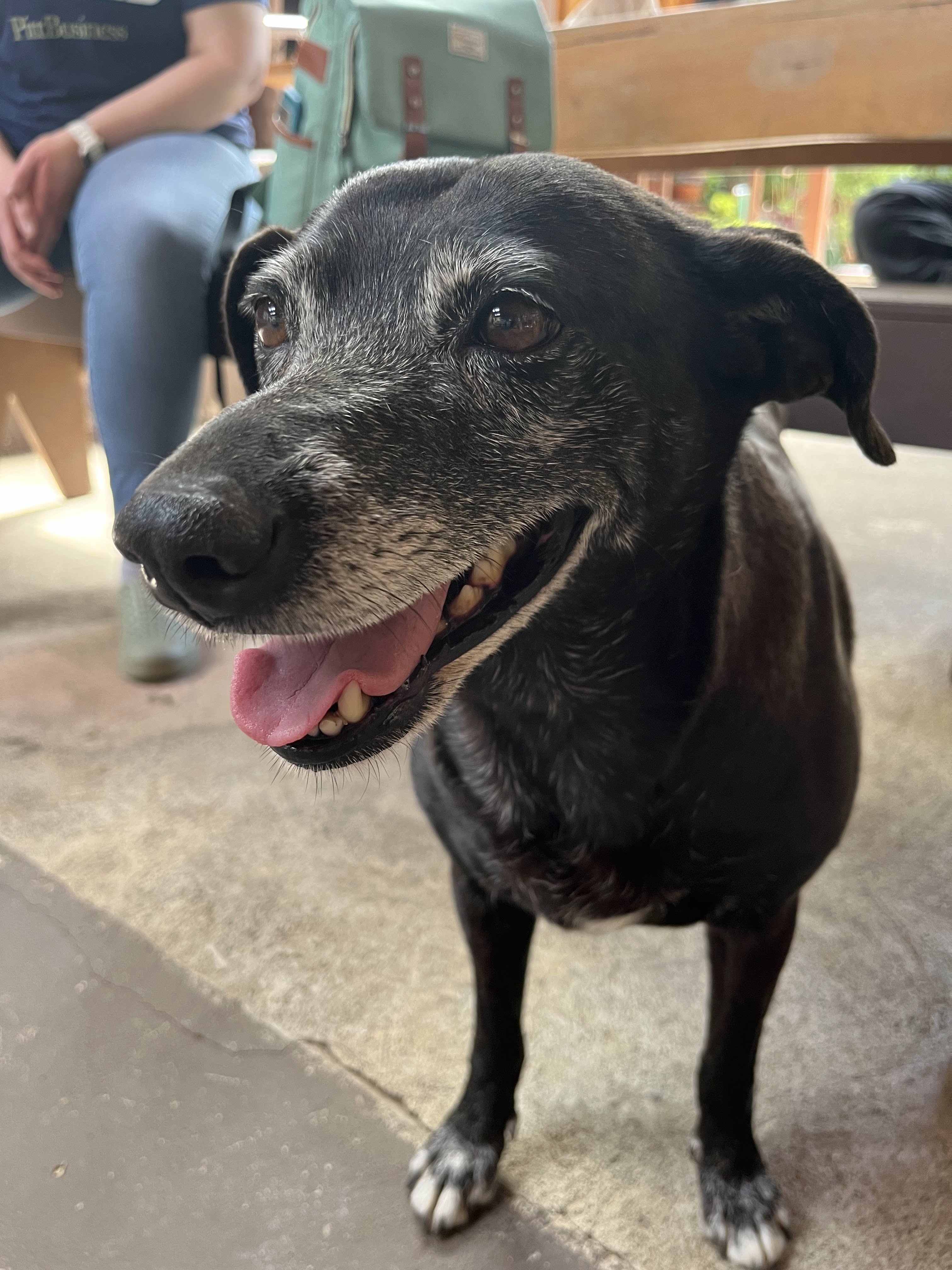 Friendly Dog on a Friendly Farm