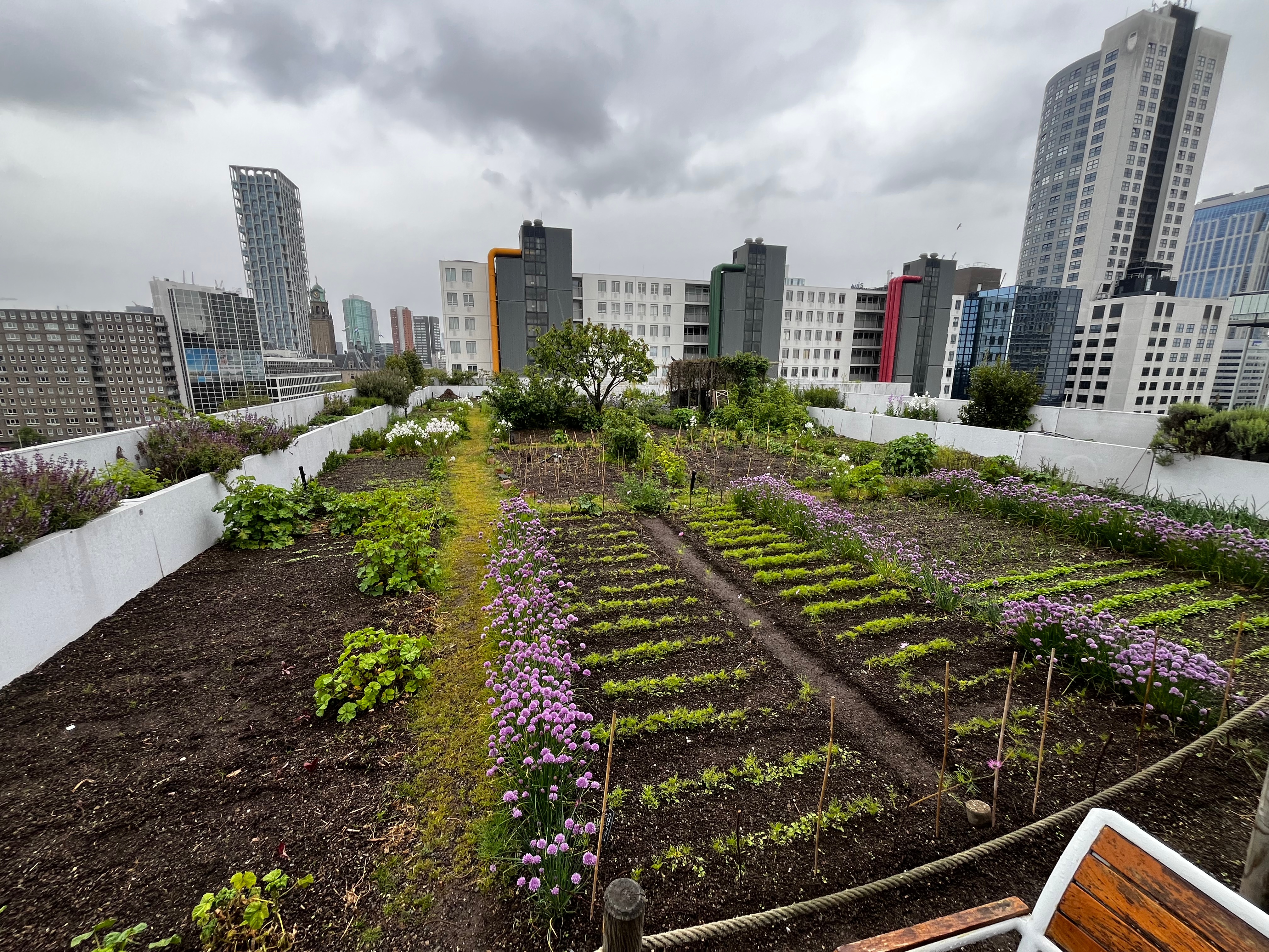 3rd day in Rotterdam: museum and roof garden